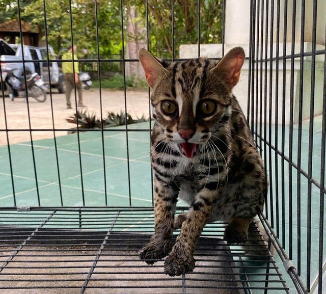 Nhiều động vật quý hiếm trở về với rừng tự nhiên ở Quảng Ngãi- Ảnh 2. Nhiều động vật quý hiếm trở về với rừng tự nhiên ở Quảng Ngãi- Ảnh 2.