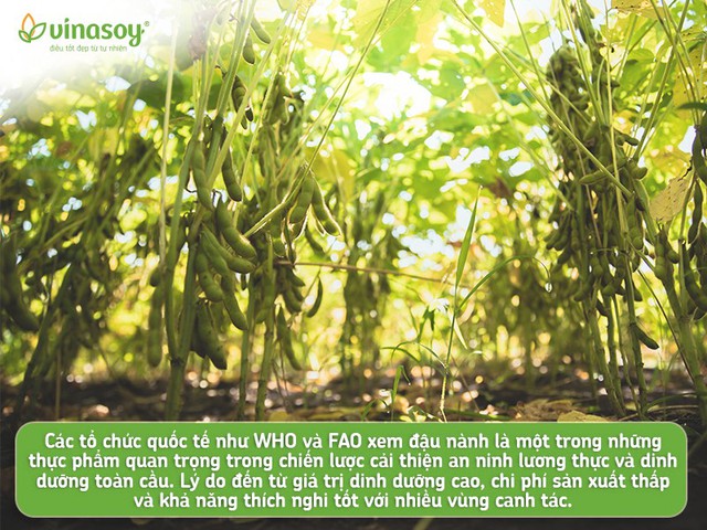 Dinh dưỡng thực vật lên ngôi, đậu nành xứng danh hạt 'vàng' trong làng hạt- Ảnh 4. Dinh dưỡng thực vật lên ngôi, đậu nành xứng danh hạt 'vàng' trong làng hạt- Ảnh 4.