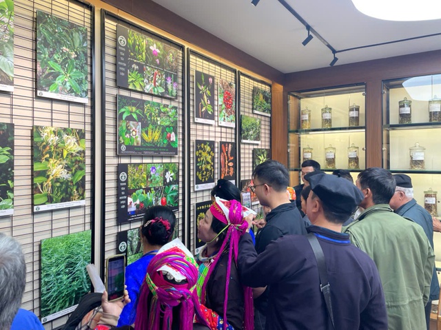 Bảo tồn nguồn gen dược liệu bản địa, đặc hữu – nền tảng phát triển bền vững trong tự nhiên- Ảnh 1. Bảo tồn nguồn gen dược liệu bản địa, đặc hữu – nền tảng phát triển bền vững trong tự nhiên- Ảnh 1.