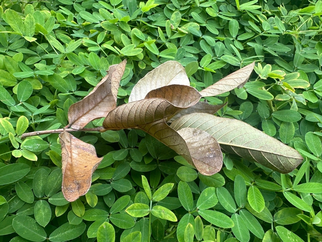 Phát hiện loại nước lá giúp hạ huyết áp, giảm mỡ máu, ổn định đường huyết đang ‘gây sốt’- Ảnh 2. Phát hiện loại nước lá giúp hạ huyết áp, giảm mỡ máu, ổn định đường huyết đang ‘gây sốt’- Ảnh 2.