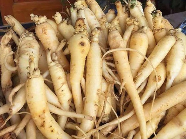 Đảng sâm – Dược liệu quý được ưu tiên phát triển ở tỉnh Quảng Ngãi- Ảnh 2. Đảng sâm – Dược liệu quý được ưu tiên phát triển ở tỉnh Quảng Ngãi- Ảnh 2.