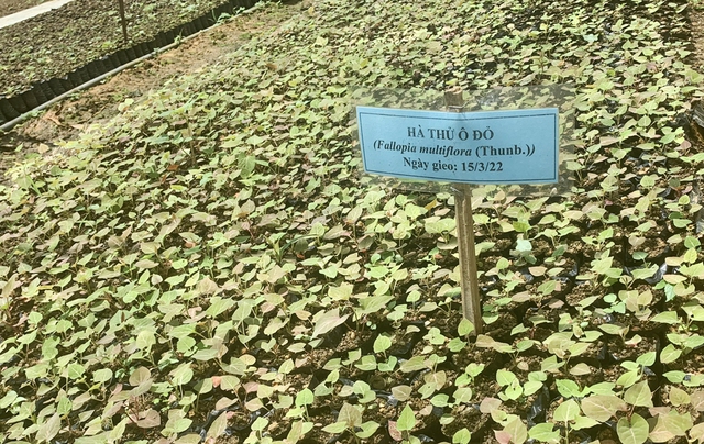 Hoàn thiện thể chế, phát huy thế mạnh y học cổ truyền Việt Nam- Ảnh 2. Hoàn thiện thể chế, phát huy thế mạnh y học cổ truyền Việt Nam- Ảnh 2.