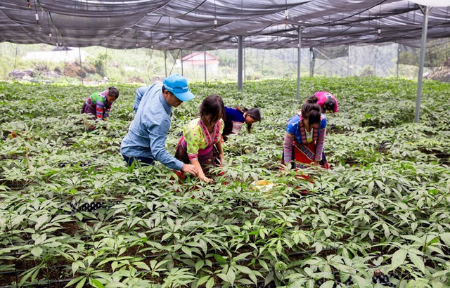 Giữ gìn tinh hoa y dược cổ truyền để phát triển công nghiệp dược Việt Nam- Ảnh 1.