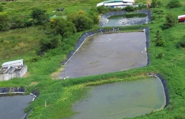 Trang trại nuôi vịt bị phạt 300 triệu đồng vẫn tiếp tục gây ô nhiễm- Ảnh 2. Trang trại nuôi vịt bị phạt 300 triệu đồng vẫn tiếp tục gây ô nhiễm- Ảnh 2.