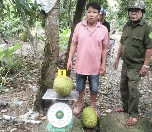 Cơ sở pháp lý vụ người đàn ông bị khởi tố vì trộm hai trái mít trị giá 387.000 đồng- Ảnh 1.