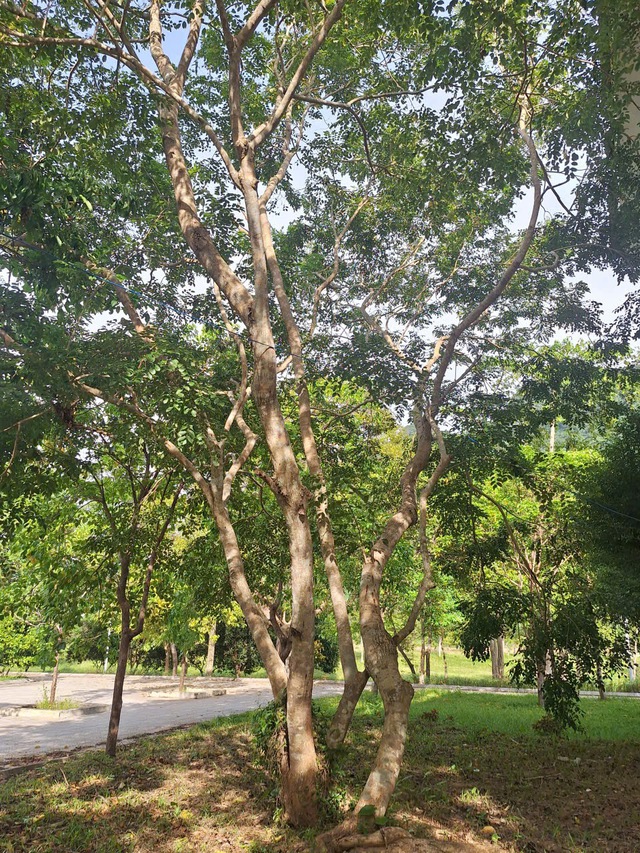 Chuyện về loài cây quý hiếm bậc nhất Việt Nam- Ảnh 1.