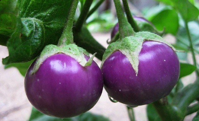 3 loại rau cần tránh ở người tăng axit uric trong mùa mưa- Ảnh 1.