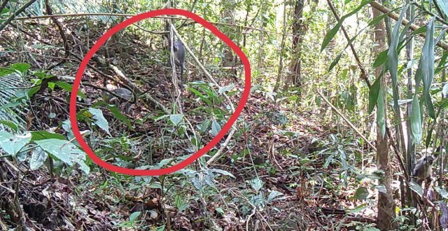 5 loài động vật nhỏ bé nhưng rất quý hiếm ở VQG Chư Mom Ray- Ảnh 1.