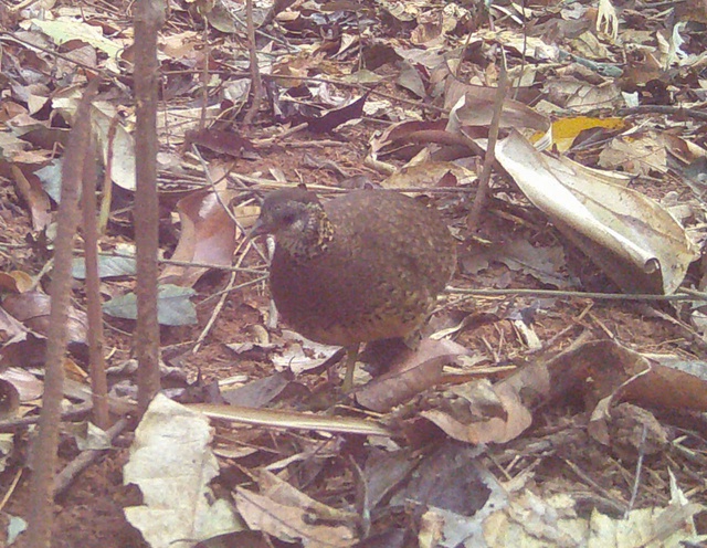 5 loài động vật nhỏ bé nhưng rất quý hiếm ở VQG Chư Mom Ray- Ảnh 2.