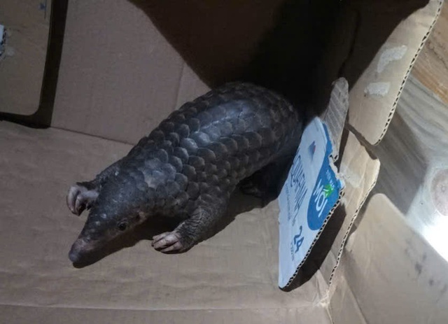 5 loài động vật nhỏ bé nhưng rất quý hiếm ở VQG Chư Mom Ray- Ảnh 3.