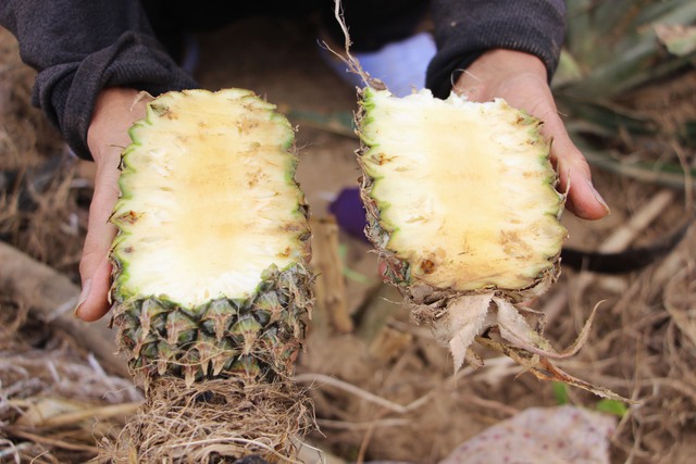 Lũ lịch sử xóa sổ nhiều cánh đồng xanh, để lại những mảnh ruộng hoang tàn- Ảnh 10. Lũ lịch sử xóa sổ nhiều cánh đồng xanh, để lại những mảnh ruộng hoang tàn- Ảnh 10.