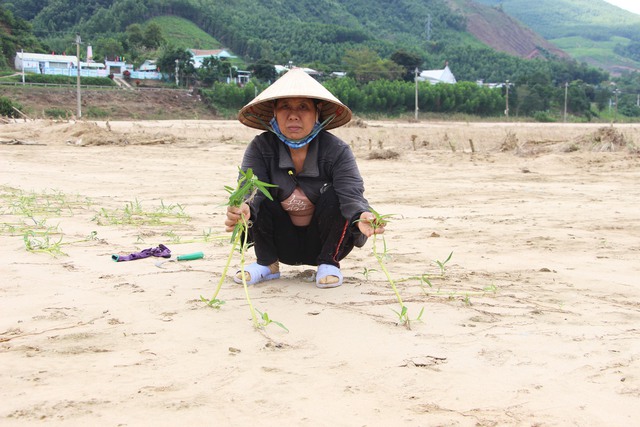 Lũ lịch sử xóa sổ nhiều cánh đồng xanh, để lại những mảnh ruộng hoang tàn- Ảnh 2. Lũ lịch sử xóa sổ nhiều cánh đồng xanh, để lại những mảnh ruộng hoang tàn- Ảnh 2.