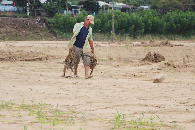 Lũ lịch sử xóa sổ nhiều cánh đồng xanh, để lại những mảnh ruộng hoang tàn- Ảnh 5. Lũ lịch sử xóa sổ nhiều cánh đồng xanh, để lại những mảnh ruộng hoang tàn- Ảnh 5.