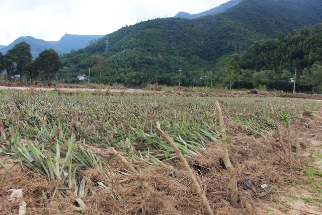 Lũ lịch sử xóa sổ nhiều cánh đồng xanh, để lại những mảnh ruộng hoang tàn- Ảnh 9. Lũ lịch sử xóa sổ nhiều cánh đồng xanh, để lại những mảnh ruộng hoang tàn- Ảnh 9.