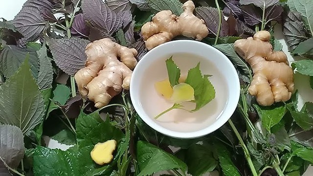 Tác dụng của lá tía tô vào mùa lạnh và 4 nhóm người cần lưu ý- Ảnh 3. Tác dụng của lá tía tô vào mùa lạnh và 4 nhóm người cần lưu ý- Ảnh 3.