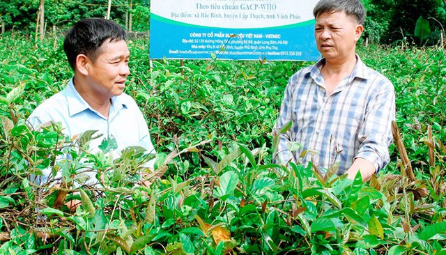 Giải pháp nào cho phát triển dược liệu ở Phú Thọ?- Ảnh 2. Giải pháp nào cho phát triển dược liệu ở Phú Thọ?- Ảnh 2.