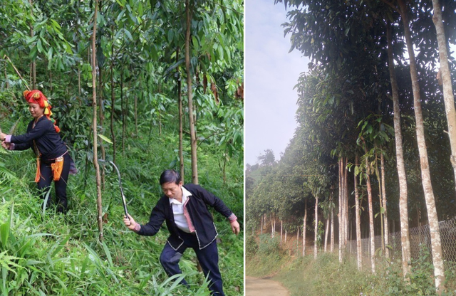 Lào Cai: Biến dược liệu bản địa thành ngành kinh tế mũi nhọn- Ảnh 2.