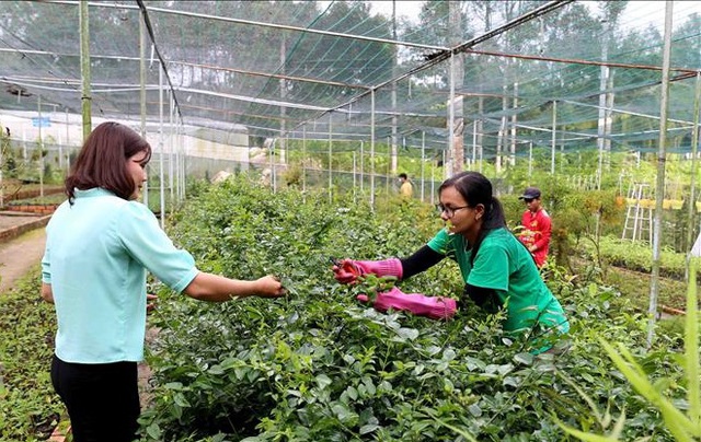 Phát triển dược liệu dựa trên di sản: Động lực mới cho kinh tế địa phương- Ảnh 2. Phát triển dược liệu dựa trên di sản: Động lực mới cho kinh tế địa phương- Ảnh 2.