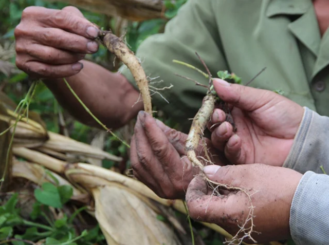 Các tỉnh miền núi phía Bắc chuyển dịch cơ cấu, đưa dược liệu chịu lạnh thành sinh kế bền vững- Ảnh 1.