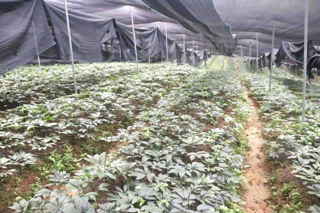 Các tỉnh miền núi phía Bắc chuyển dịch cơ cấu, đưa dược liệu chịu lạnh thành sinh kế bền vững- Ảnh 2.