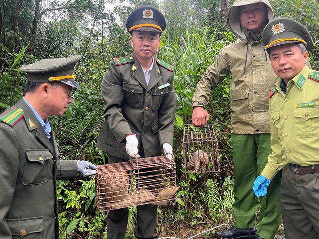 Clip thả 2 cá thể động vật quý hiếm lạc vào vườn nhà dân ở Huế về tự nhiên- Ảnh 1.