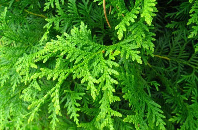 7 bài thuốc ngăn ngừa rụng tóc từ lá trắc bách diệp- Ảnh 1.