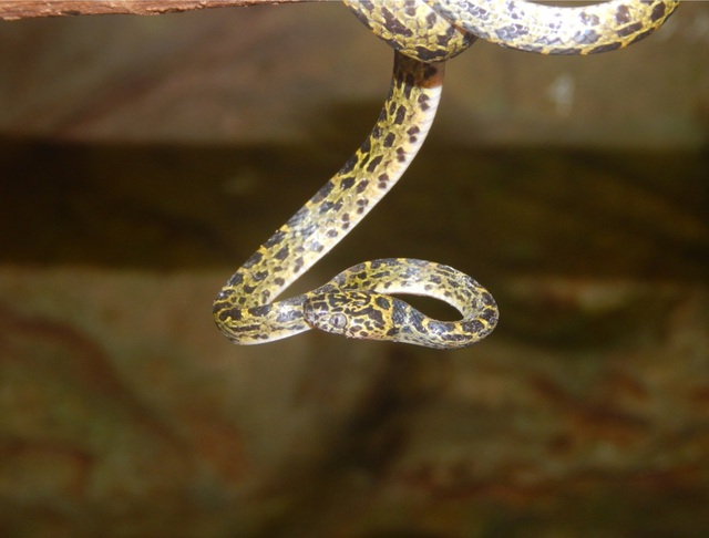 Phát hiện nhiều loài động vật quý hiếm tại Thanh Hóa- Ảnh 3.