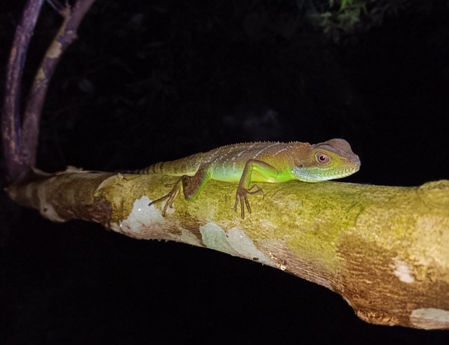 Phát hiện nhiều loài động vật quý hiếm tại Thanh Hóa- Ảnh 2.