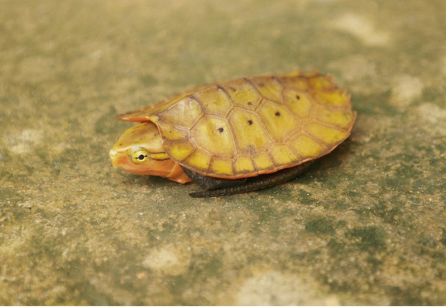 Phát hiện nhiều loài động vật quý hiếm tại Thanh Hóa- Ảnh 4.