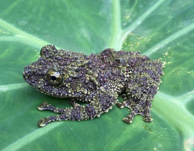 Phát hiện nhiều loài động vật quý hiếm tại Thanh Hóa- Ảnh 1.