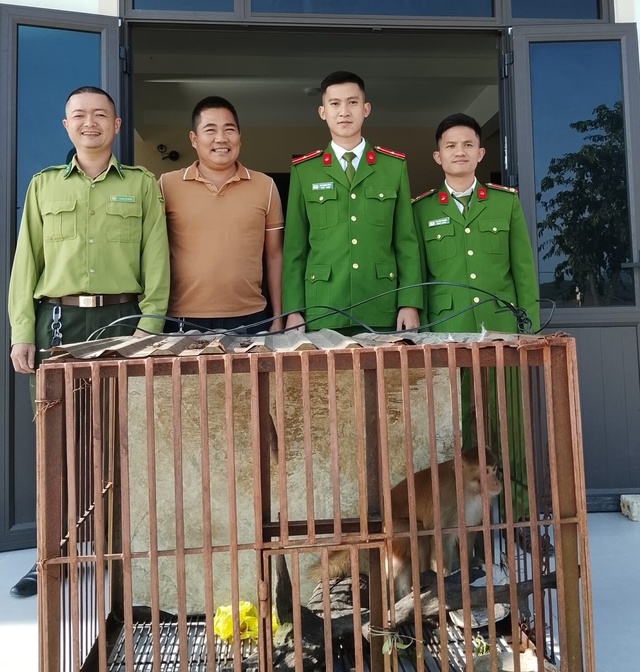 Tiếp nhận cá thể khỉ vàng quý hiếm do người dân tự nguyện giao nộp- Ảnh 1. Tiếp nhận cá thể khỉ vàng quý hiếm do người dân tự nguyện giao nộp- Ảnh 1.