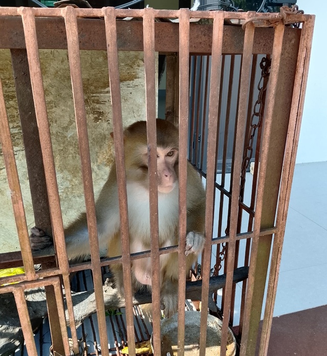 Tiếp nhận cá thể khỉ vàng quý hiếm do người dân tự nguyện giao nộp- Ảnh 2. Tiếp nhận cá thể khỉ vàng quý hiếm do người dân tự nguyện giao nộp- Ảnh 2.