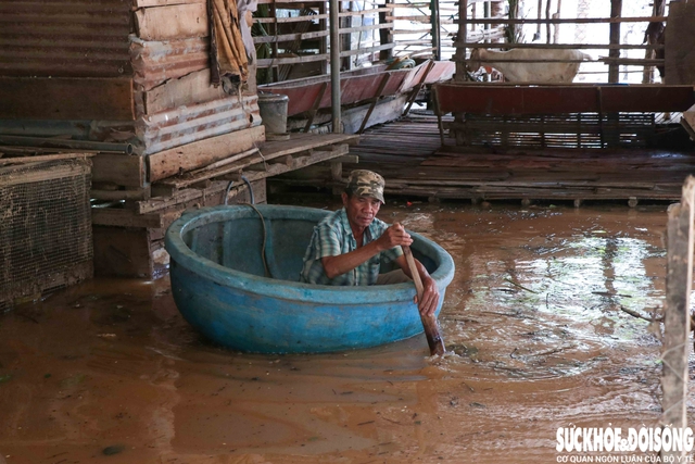 Nông dân Khánh Hòa kiệt quệ khi nho, táo, dê chết hàng loạt sau mưa lũ- Ảnh 4. Nông dân Khánh Hòa kiệt quệ khi nho, táo, dê chết hàng loạt sau mưa lũ- Ảnh 4.