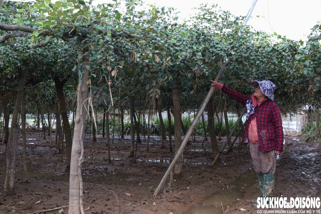 Nông dân Khánh Hòa kiệt quệ khi nho, táo, dê chết hàng loạt sau mưa lũ- Ảnh 3. Nông dân Khánh Hòa kiệt quệ khi nho, táo, dê chết hàng loạt sau mưa lũ- Ảnh 3.