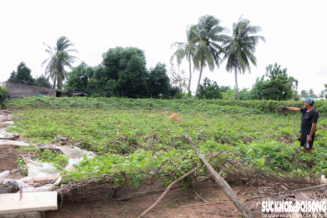 Nông dân Khánh Hòa kiệt quệ khi nho, táo, dê chết hàng loạt sau mưa lũ- Ảnh 1. Nông dân Khánh Hòa kiệt quệ khi nho, táo, dê chết hàng loạt sau mưa lũ- Ảnh 1.