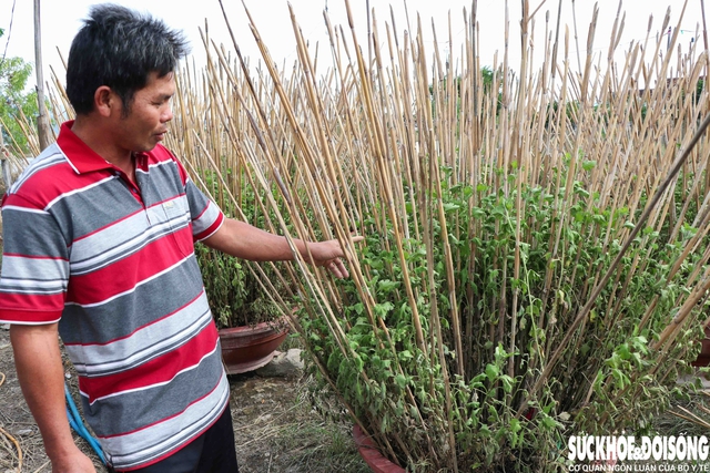 Hàng nghìn chậu hoa ở ‘vựa cúc Tết’ Khánh Hoà bị nước lũ vùi dập- Ảnh 6. Hàng nghìn chậu hoa ở ‘vựa cúc Tết’ Khánh Hoà bị nước lũ vùi dập- Ảnh 6.