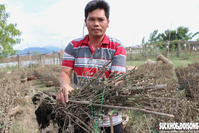 Hàng nghìn chậu hoa ở ‘vựa cúc Tết’ Khánh Hoà bị nước lũ vùi dập- Ảnh 5. Hàng nghìn chậu hoa ở ‘vựa cúc Tết’ Khánh Hoà bị nước lũ vùi dập- Ảnh 5.