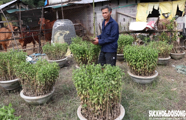 Hàng nghìn chậu hoa ở ‘vựa cúc Tết’ Khánh Hoà bị nước lũ vùi dập- Ảnh 3. Hàng nghìn chậu hoa ở ‘vựa cúc Tết’ Khánh Hoà bị nước lũ vùi dập- Ảnh 3.