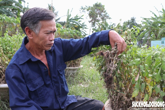 Hàng nghìn chậu hoa ở ‘vựa cúc Tết’ Khánh Hoà bị nước lũ vùi dập- Ảnh 2. Hàng nghìn chậu hoa ở ‘vựa cúc Tết’ Khánh Hoà bị nước lũ vùi dập- Ảnh 2.