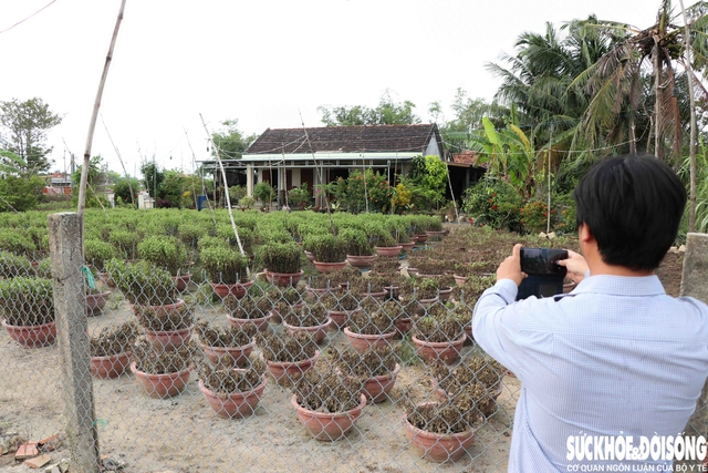 Hàng nghìn chậu hoa ở ‘vựa cúc Tết’ Khánh Hoà bị nước lũ vùi dập- Ảnh 1. Hàng nghìn chậu hoa ở ‘vựa cúc Tết’ Khánh Hoà bị nước lũ vùi dập- Ảnh 1.