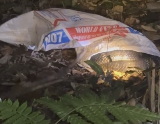 Rắn hổ mang chúa nặng 7 kg bất ngờ xuất hiện trong vườn nhà - Ảnh 1. Rắn hổ mang chúa nặng 7 kg bất ngờ xuất hiện trong vườn nhà - Ảnh 1.