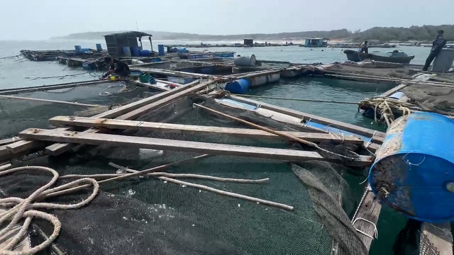 Hàng nghìn con cá nuôi trôi ra biển, ngư dân Phú Quý thiệt hại nhiều tỷ đồng- Ảnh 1.