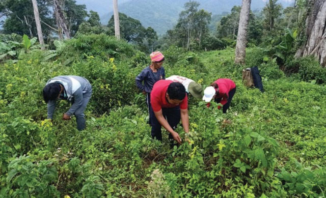 Giá trị bền vững của bài thuốc dân gian trong thời đại mới- Ảnh 2. Giá trị bền vững của bài thuốc dân gian trong thời đại mới- Ảnh 2.