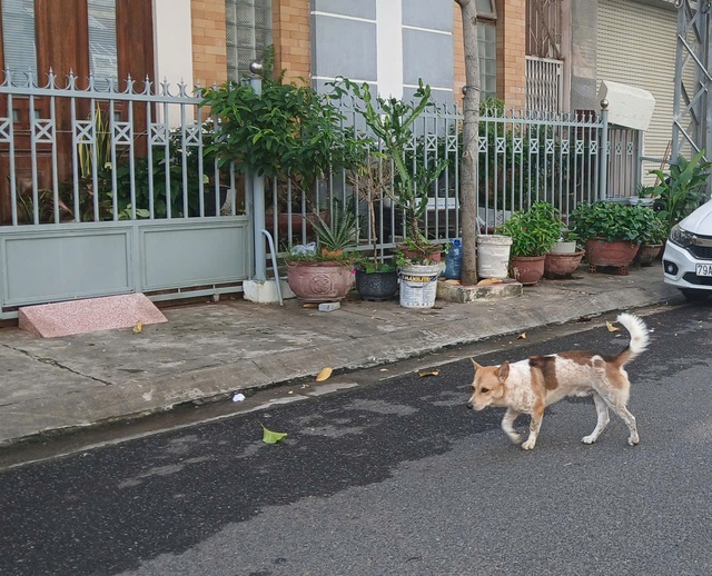 Nhiều trường hợp ở Khánh Hòa bị sán chó, người dân chủ động phòng bệnh- Ảnh 1. Nhiều trường hợp ở Khánh Hòa bị sán chó, người dân chủ động phòng bệnh- Ảnh 1.