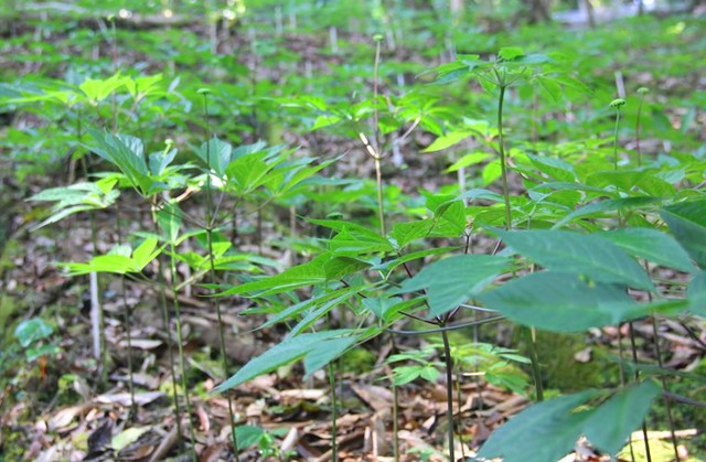 Đà Nẵng xác định dược liệu và sâm có tiềm năng phát triển lớn- Ảnh 1. Đà Nẵng xác định dược liệu và sâm có tiềm năng phát triển lớn- Ảnh 1.