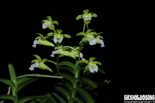 Mở rộng Khu dự trữ sinh quyển Núi Chúa: Kết nối rừng, biển và sinh kế cộng đồng- Ảnh 2. Mở rộng Khu dự trữ sinh quyển Núi Chúa: Kết nối rừng, biển và sinh kế cộng đồng- Ảnh 2.