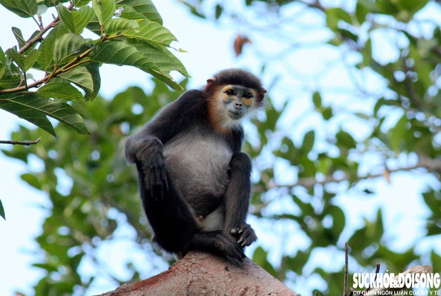 Mở rộng Khu dự trữ sinh quyển Núi Chúa: Kết nối rừng, biển và sinh kế cộng đồng- Ảnh 3. Mở rộng Khu dự trữ sinh quyển Núi Chúa: Kết nối rừng, biển và sinh kế cộng đồng- Ảnh 3.