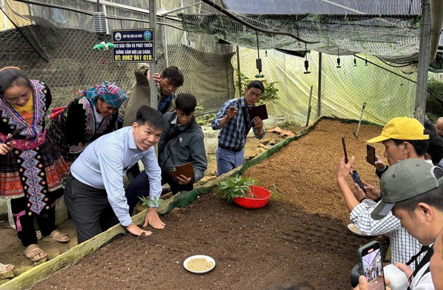 Cây 'thoát nghèo' cho đồng bào dân tộc thiểu số vẫn cần một 'cú hích'- Ảnh 1.