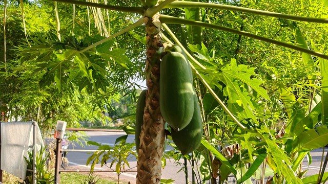 Những thực phẩm lợi sữa mẹ cần ghi nhớ- Ảnh 1. Những thực phẩm lợi sữa mẹ cần ghi nhớ- Ảnh 1.