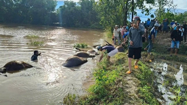Xót xa hàng chục con trâu bị ngạt nước do bão số 13- Ảnh 3. Xót xa hàng chục con trâu bị ngạt nước do bão số 13- Ảnh 3.